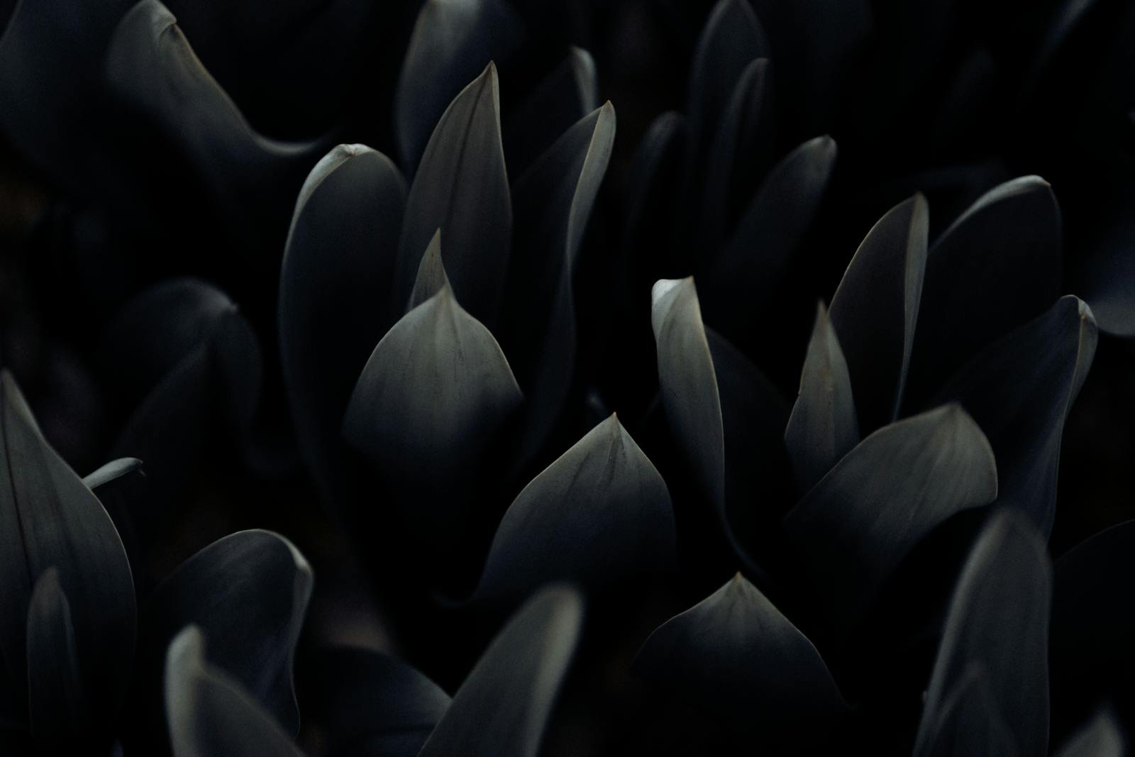 A dark and moody close-up of dark green leaves with soft lighting, creating a dramatic effect.